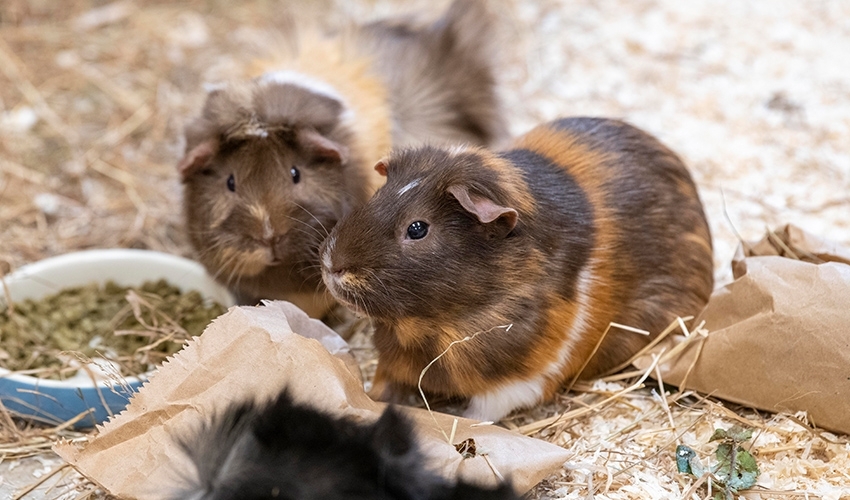 We have a wide variety of animals in our animal care unit.